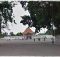 Alun alun kidul Yogyakarta